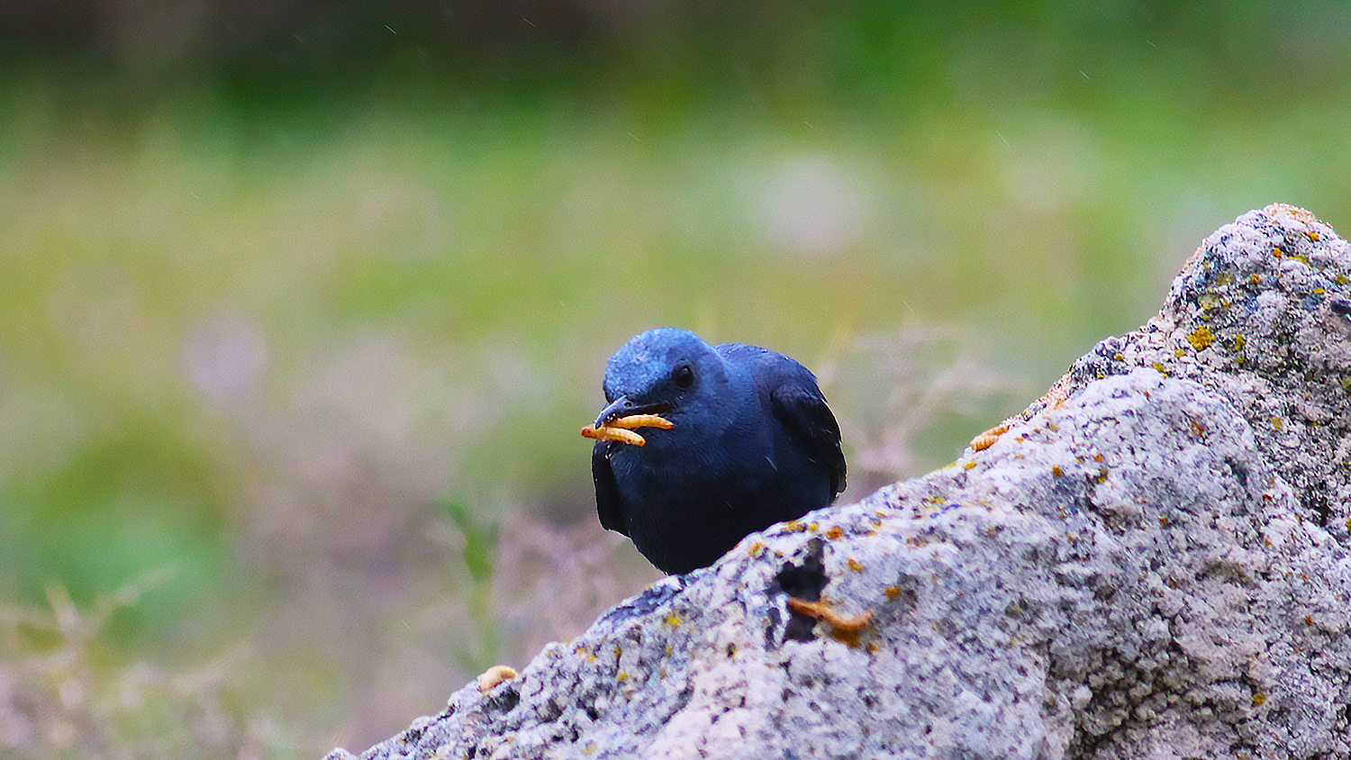 Blue Rock-Thrush